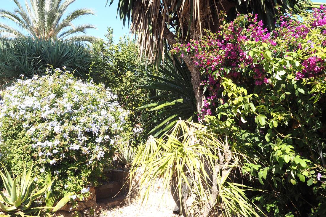 El jardín, con palmeras y cactus — Villa Ricarlos